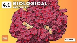 IGCSE Biology  Biological Molecules 41 [upl. by Yllatan]