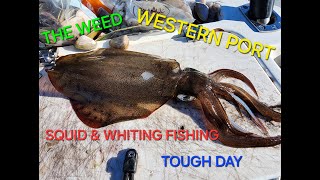 WESTERN PORT FISHING  SQUID amp WHITING  TOUGH DAY  MAY 2024 [upl. by Maurine112]