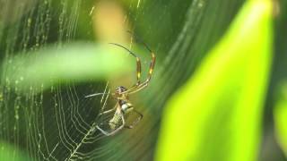 Nephila Clavipes [upl. by Mareld88]