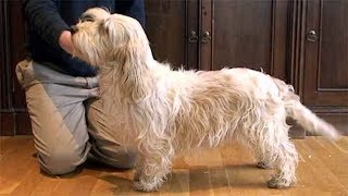 Dog Breed Video Petit Basset Griffon Vendeen [upl. by Bast]