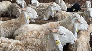 🚨Tabaski2023 élevage de moutons l’ensilage comme alternative à l’alimentation [upl. by Vedis105]