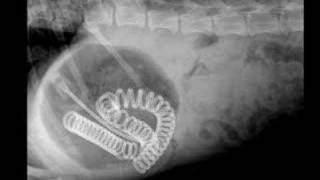 Strange Things Found In Pets Stomachs [upl. by Peh]