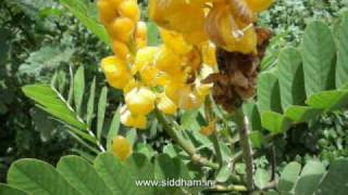 Herbal Medicine  Cassia alata  Natural Remedy for Fungal Infections [upl. by Ynnatirb580]