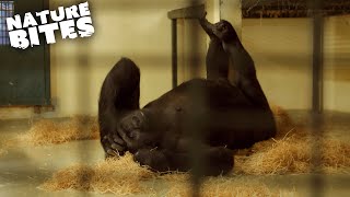 Pregnant Gorilla Gives Birth  Amazing Animal Babies  Nature Bites [upl. by Nohsed]