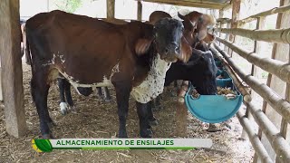 Ganadero explica cómo almacenar ensilajes para asegurar el alimento de sus animales La Finca de Hoy [upl. by Renraw]