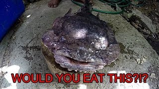 TRASH FISH OYSTER TOAD CRAPO FISH CATCH amp COOK With Taste TEST MIXED REVIEWS [upl. by Kilgore]