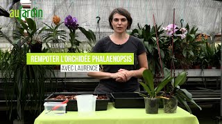 Comment REMPOTER une ORCHIDEE PHALAENOPSIS [upl. by Rella]