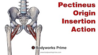 Pectineus Anatomy Origin Insertion amp Action [upl. by Ettenal997]