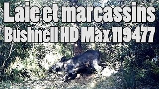 Laie et marcassins  Trophy Cam HD Max 119477 [upl. by Swanhildas]