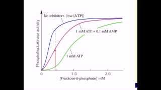 PFK regulation [upl. by Nnuahs]