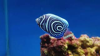 Juvenile Emperor Angelfish Pomacanthus imperator [upl. by Aruol]