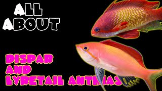 All About The Dispar Anthias and Lyretail Anthias [upl. by Ballou174]