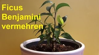 Birkenfeige Ficus Benjamini vermehren durch Stecklinge  Ableger Ficus Benjamina [upl. by Luemas]