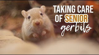 How To Take Care of Older Gerbils [upl. by Lesirg]