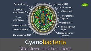 Cyanobacteria  Structure and Functions  Basic Science Series [upl. by Osman]