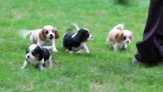 Cavalier King Charles Spaniel Puppies For Sale [upl. by Onofredo]