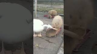 Can I eat you🤔Pelican tries to eat Capybara😂Funny animal video [upl. by Mattson]