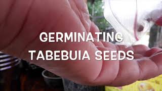 GERMINATING TABEBUIA SEEDS Trumpet Tree [upl. by Wolfort]