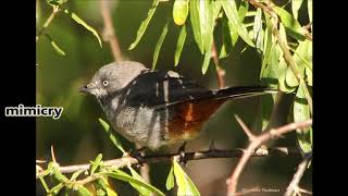 Chestnut vented Tit babbler call and subsong mimicry [upl. by Ttirb]