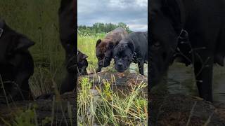 Italian mastiff shorts canecorso guarddog italianmastiff mastiff youtubeshorts tiktok [upl. by Sidnak925]