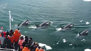 killer whales hunting seals on iceberg [upl. by Vandyke893]