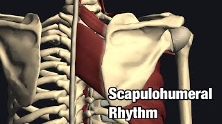 Biomechanics of scapulohumeral rhythm [upl. by Amisoc550]