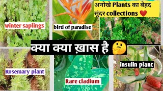 सस्ते दामों में अनोखे Plants का बेहद सुंदर collections kamlesh nursery Delhi [upl. by Aihsenet]