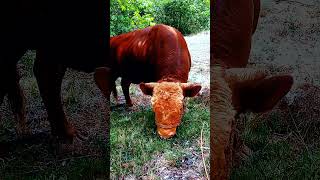 😍 Grazing 😍 cow cowvideos bull grazing animal cattle Cow Cow videos [upl. by Mahan]