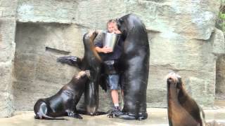 Sea Lion Feeding and Kissing [upl. by Eirallam]