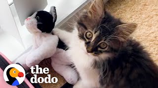 Cat Who Loves Stuffed Animals Finally Gets a Real Sibling  The Dodo [upl. by Annirak]