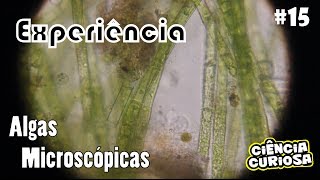 Experimento com Algas Microscópicas [upl. by Assetal625]