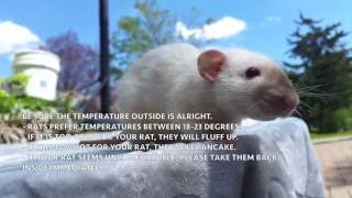 Pet Rats Taking your Rats Outdoors [upl. by Lim]