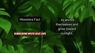 ✨Facts About Monstera The Plants Too Cool For School PJsLeafLife [upl. by Obed]