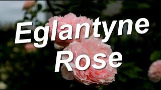 Eglantyne Rose [upl. by Golding567]