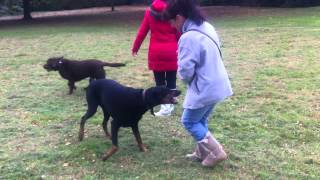 Crazy Doberman attacks owner [upl. by Otiv208]