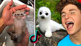 Try Not To Say AWW Challenge TIKTOK EDITION [upl. by Harwill]