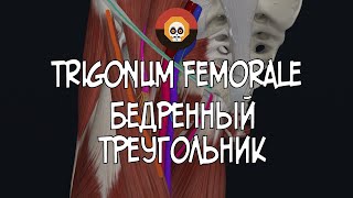 Бедренный треугольник trigonum femorale 3D Анатомия [upl. by Semaj]