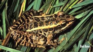 Pickerel Frog Lithobates palustris [upl. by Codee]