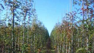 Sap Trees Sorbus Joseph Rock 810cm girth [upl. by Appel221]