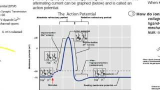 Part 2 How Neurons Make Decisions The UmbrElla Metaphor [upl. by Deevan]