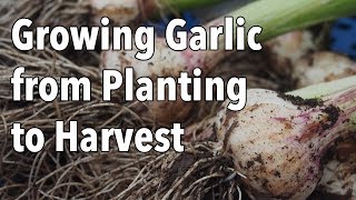 Growing Garlic from Planting to Harvest [upl. by Carol76]