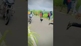 Dog race 2024  dog race  shorts viralvideo [upl. by Nosnah]