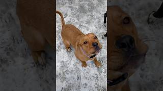 Compilation of Aspen’s noises 😂 dog shorts pitmix cutedog dogmom trending [upl. by Aneladdam]