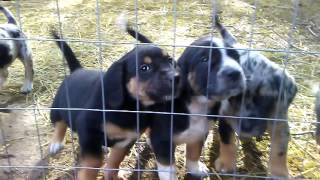 Catahoula Leopard Dogs [upl. by Atalanta]