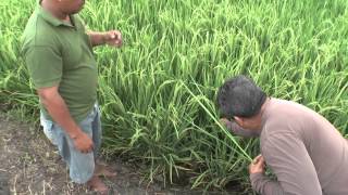 Suelo Sano  Cultivo Sano en Arroz en la Asociación Los Caídos de Heitel Lozano en Nobol Ecuador [upl. by Joash]