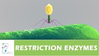 RESTRICTION ENZYMES [upl. by Oakie]