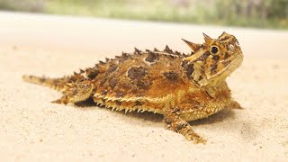 The Texas Horned Lizard [upl. by Idzik928]