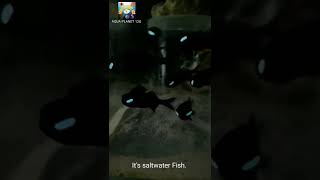 Flashlight Fish  Lantern Fish  flashlightfish lanternfish shortvideo shorts [upl. by Kei33]