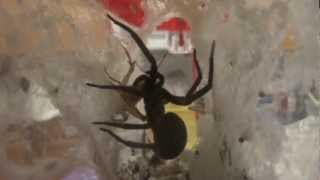 Southern House Spider Eating a Cricket [upl. by Shoshana]