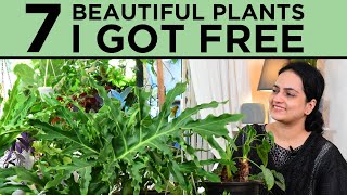 7 Beautiful Plants I got Free  Wild Plants  Foraged Plants  Indoor plants [upl. by Lonyer613]